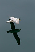 BRD 04 KH0019 01
Fulmar Petrel Flying Low Over Sea Svalbard