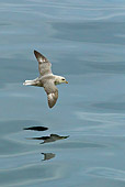 BRD 04 KH0020 01
Fulmar Petrel Flying Low Over Sea Svalbard