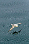 BRD 04 KH0021 01
Fulmar Petrel Flying Low Over Sea Svalbard