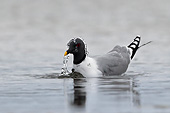 BRD 04 KH0022 01
Sabine's Gull Looking For Food In Coastal Lagoon Svalbard