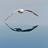 BRD 04 KH0023 01
Fulmar Petrel Flying Low Over Water Svalbard