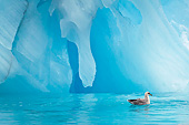 BRD 04 KH0024 01
Fulmar Petrel Swimming By Blue Iceberg Svalbard
