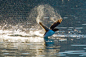 BRD 04 KH0025 01
Thick-Billed Murre (aka Brunnich's Guillemot) Landing On Surface Of Water Svalbard