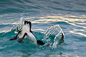 BRD 04 KH0026 01
Thick-Billed Murre (aka Brunnich's Guillemot) Diving Underwater Svalbard