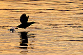 BRD 04 KH0027 01
Silhouette Of Black Guillemot Taking Off From Surface Of Sea Under Midnight Sun Svalbard