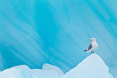 BRD 04 KH0028 01
Black-Legged Kittiwake Resting On Blue Iceberg Svalbard