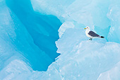 BRD 04 KH0029 01
Black-Legged Kittiwake Resting On Blue Iceberg Svalbard