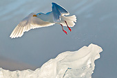 BRD 04 KH0030 01
Glaucous Gull Flying Over Iceberg Svalbard