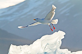 BRD 04 KH0031 01
Glaucous Gull Flying Over Iceberg Svalbard