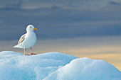 BRD 04 KH0032 01
Glaucous Gull Standing On Iceberg Svalbard