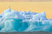 BRD 04 KH0033 01
Glaucous Gull Standing On Iceberg Under Midnight Sun Svalbard