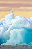 BRD 04 KH0034 01
Glaucous Gull Standing On Iceberg Under Midnight Sun Svalbard