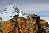 BRD 04 KH0035 01
Kelp Gull Nesting On Rocks At Half Moon Island, Antarctica