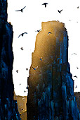 BRD 04 KH0036 01
Colony Of Thick-Billed Murres (aka Brunnich's Guillemots) Flying In Svalbard