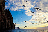 BRD 04 KH0037 01
Colony Of Thick-Billed Murres (aka Brunnich's Guillemots) Flying Over Water In Svalbard