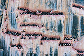 BRD 04 KH0038 01
Colony Of Thick-Billed Murres (aka Brunnich's Guillemots) In Svalbard