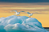BRD 04 KH0039 01
Glaucous Gulls Resting On Iceberg In Midnight Sun Svalbard