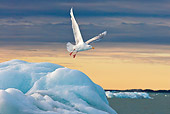 BRD 04 KH0040 01
Glaucous Gull Flying Over Iceberg In Midnight Sun Svalbard