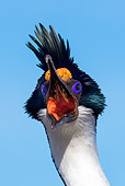 BRD 04 KH0041 01
Head Shot Of Imperial Shag In Falkland Islands