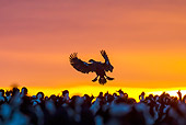 BRD 04 KH0042 01
Silhoutte Of Imperial Shag Landing In Flock At Sunset In Falkland Islands