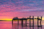 BRD 04 KH0043 01
Flock Of Imperial Shags On Dock At Sunset In Falkland Islands