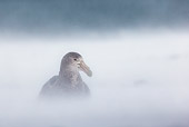 BRD 04 KH0044 01
Southern Giant Petrel In Snowstorm South Georgia, Antarctica