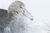 BRD 04 KH0045 01
Southern Giant Petrel In Snowstorm South Georgia, Antarctica