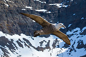 BRD 04 KH0046 01
Southern Giant Petrel In Flight South Georgia, Antarctica