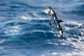 BRD 04 KH0047 01
Cape Petrel Flying Over Ocean In South Georgia, Antarctica