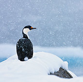 BRD 04 KH0048 01
Antarctic Shag Sitting In Snow At Antarctic Peninsula