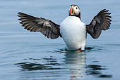 BRD 04 KH0049 01
Atlantic Puffin Flapping Wings On Surface Of Water Svalbard