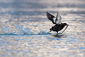 BRD 04 KH0050 01
Black Guillemot Taking Off With Fish In Beak Svalbard
