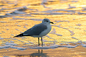 BRD 04 LS0001 01
Wintering Ring-Billed Gull Standing On Beach At Sunset Pinellas County, Florida