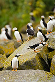BRD 04 MC0001 01
Horned Puffins Standing On Lichen Covered Rocks Alaska