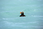 BRD 04 MC0002 01
Tufted Puffin Floating In Ocean Alaska