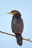 BRD 04 MC0004 01
Neotropic Cormorant Perched On Branch Brazil