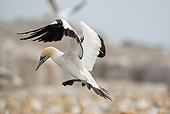 BRD 04 MC0005 01
Cape Gannet Flying In Chobe National Park, Botswana, South Africa