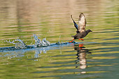BRD 04 MC0006 01
Pigeon Guillemot Taking Off From Water Geographic Harbor, Katmai National Park, Alaska