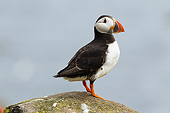 BRD 04 MC0007 01
Atlantic Puffin In Nesting Colony At Farne Islands, Great Britain