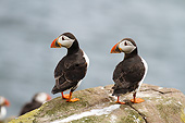 BRD 04 MC0008 01
Atlantic Puffins In Nesting Colony At Farne Islands, Great Britain