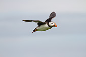 BRD 04 MC0009 01
Atlantic Puffin Flying Near Colony At Farne Islands, Great Britain