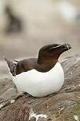 BRD 04 MC0010 01
Razorbill At Breeding Colony In Farne Islands, Great Britain