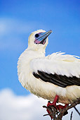 BRD 04 MH0001 01
Close Up Of Red-Footed Booby Perching