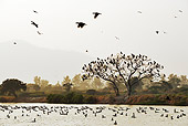 BRD 04 MH0002 01
Group Shot Of Cormorants At Mai Po Wetlands