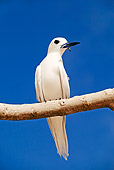 BRD 04 MH0004 01
Close Up Of White Tern Perching On Branch