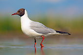 BRD 04 MH0006 01
Black-Headed Gull Standing In Shallow Water