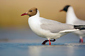 BRD 04 MH0007 01
Two Black-Headed Gulls Walking Through Shallow Water