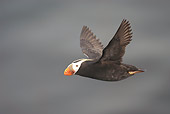 BRD 04 NE0016 01
Tufted Puffin In Flight In Breeding Plumage St. Paul, Pribilof Islands, Alaska