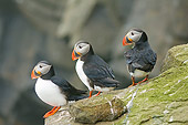BRD 04 SK0001 01
Three Atlantic Puffins Standing On Rock Covered With Lichen