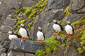 BRD 04 SK0002 01
Flock Of Atlantic Puffins Standing On Rocks Covered With Lichen